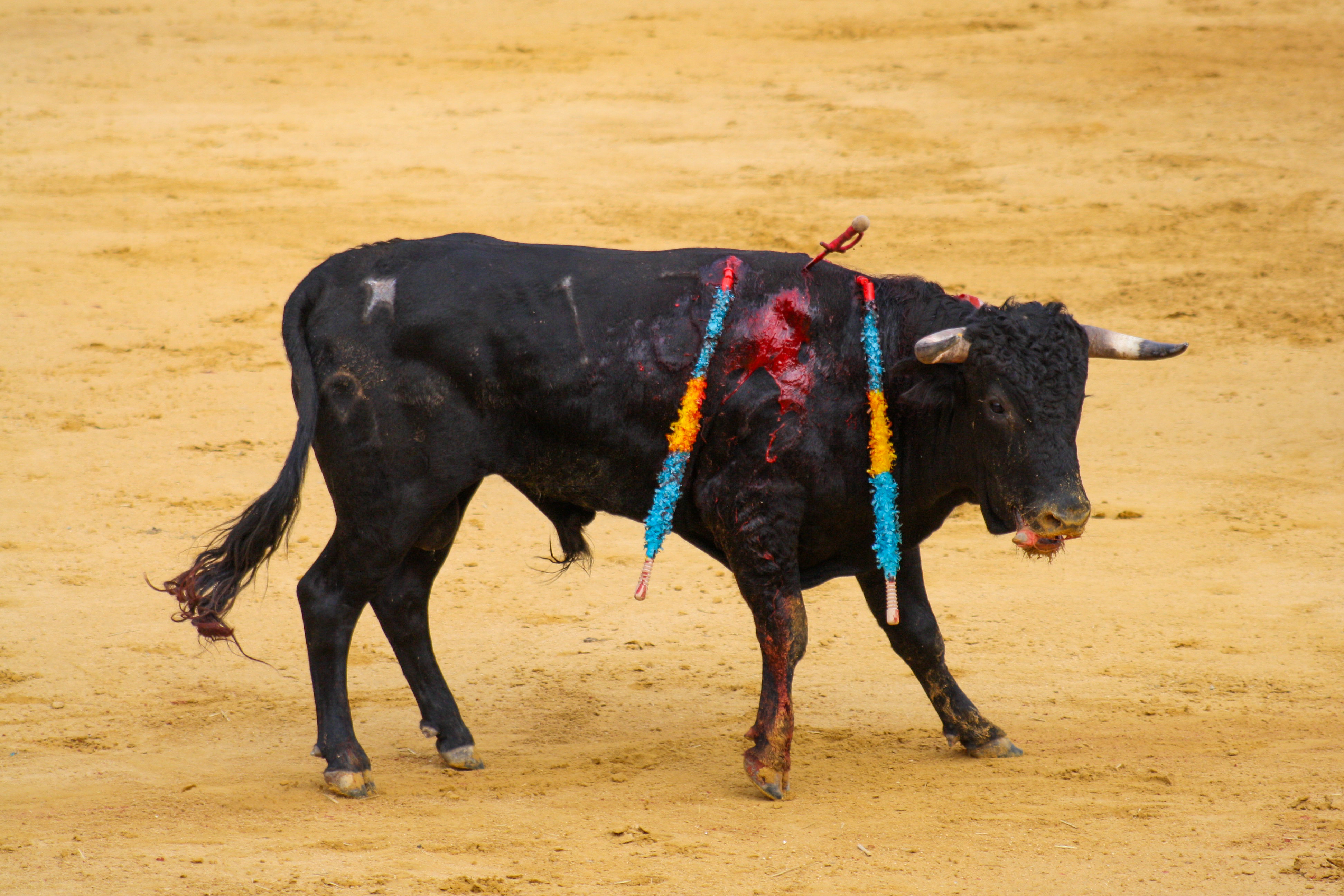 Dying bull bleeding
