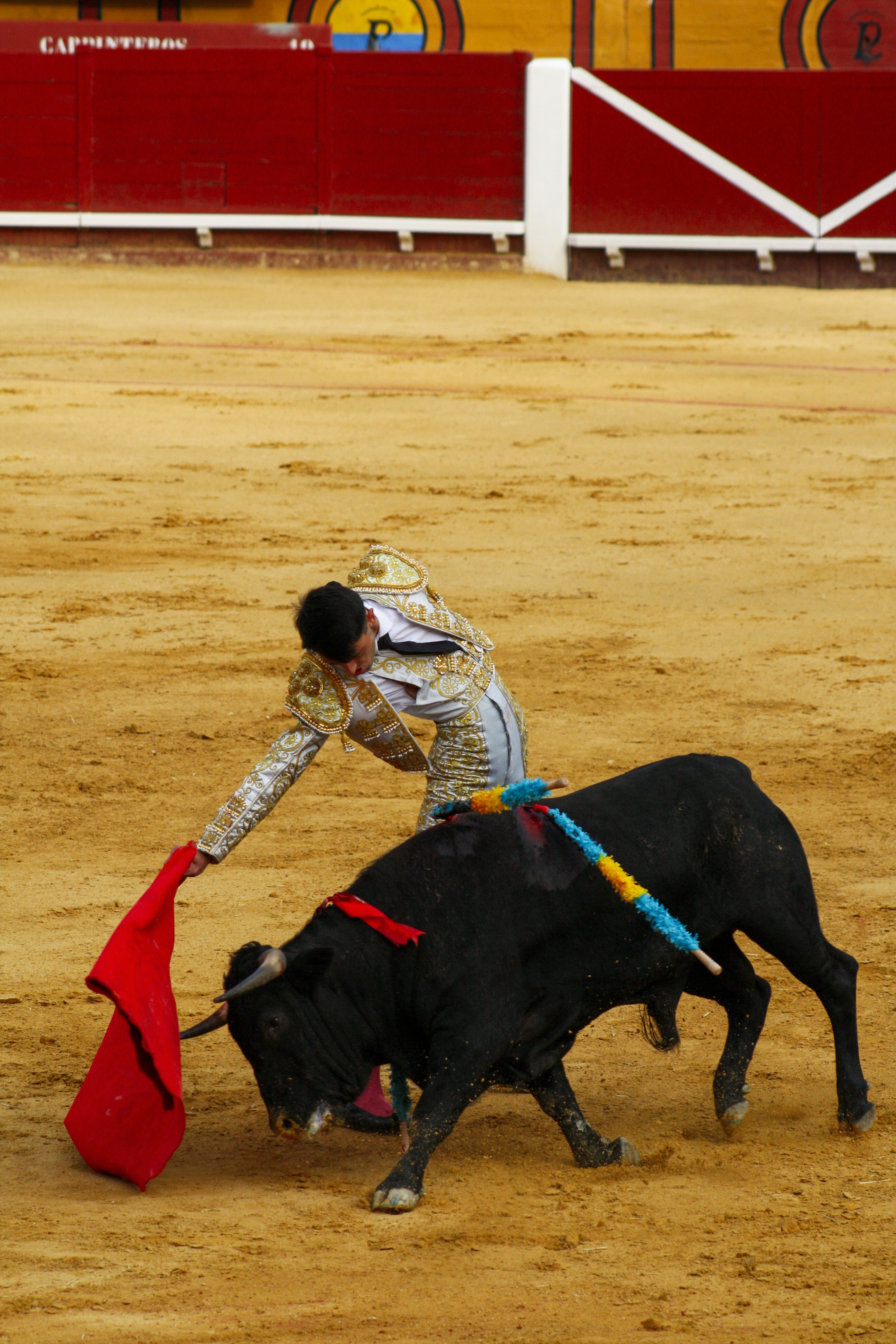 Frontal bull dodge